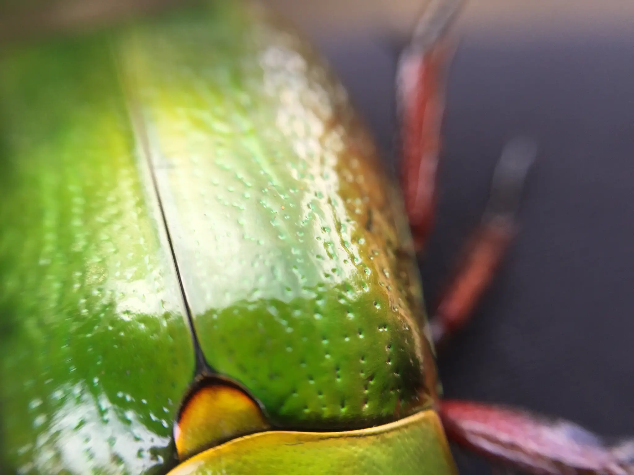 Senderos del bosque nuboso
