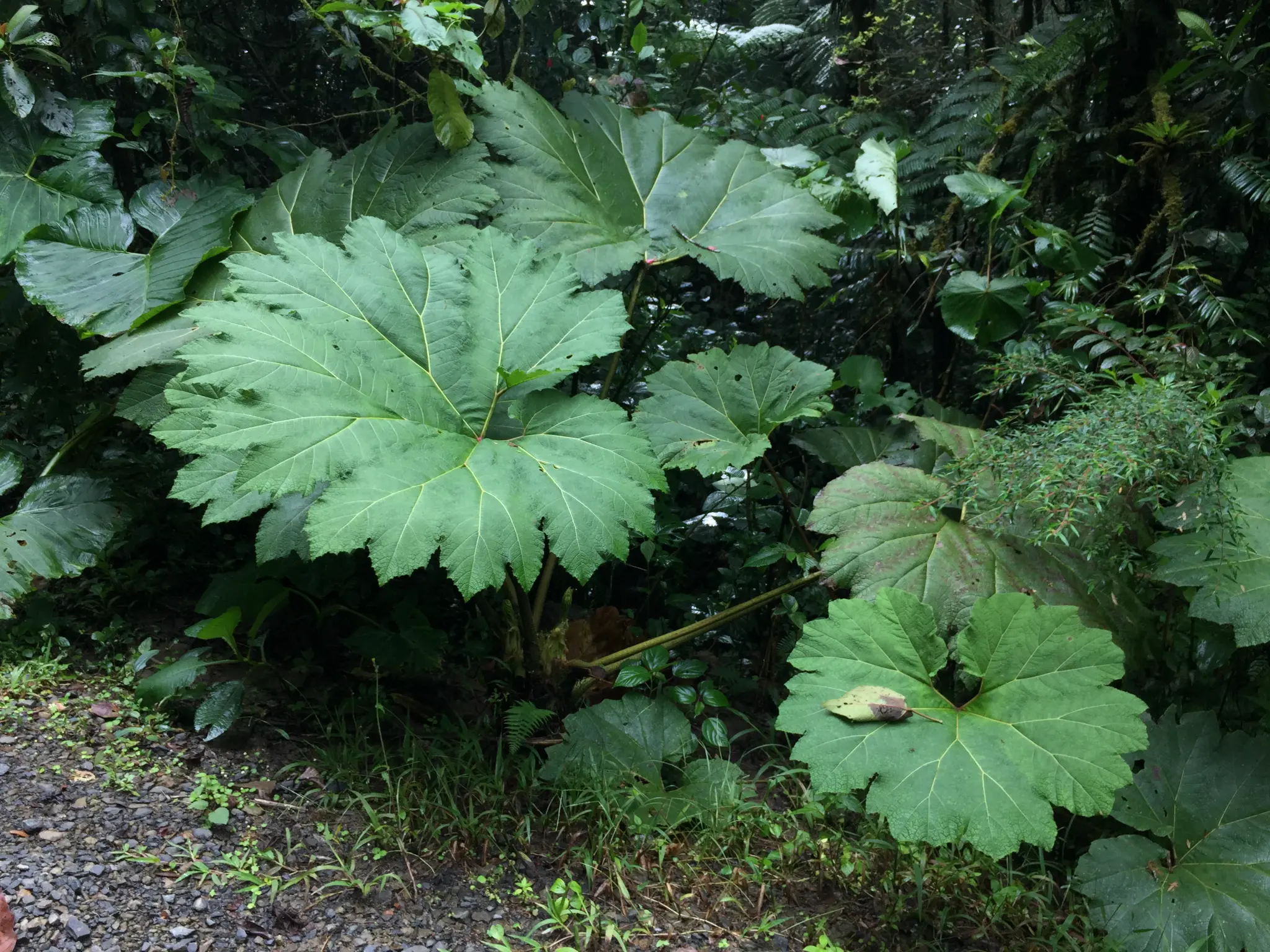 Ecosistema del bosque nuboso