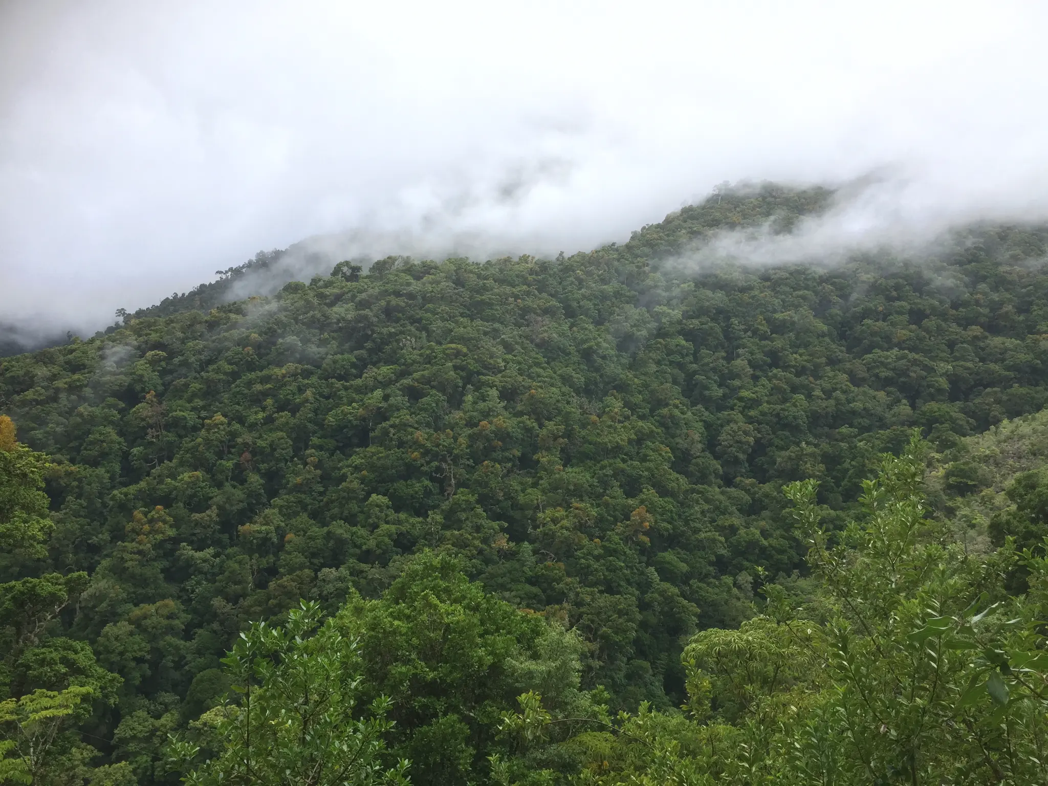 Vida silvestre en su hábitat natural